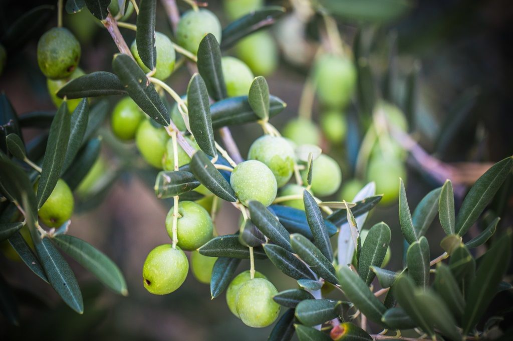 Oliven - Trær - Brac - Kroatia