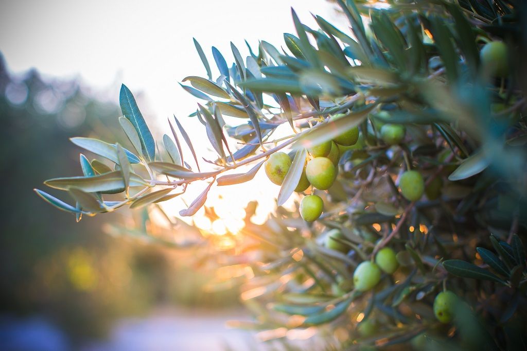 Oliven - Trær - Brac - Kroatia