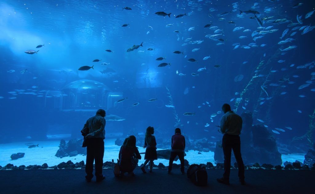 Akvarium - Poema del Mar - Gran Canaria - Kanariøyene - Ehrenberg