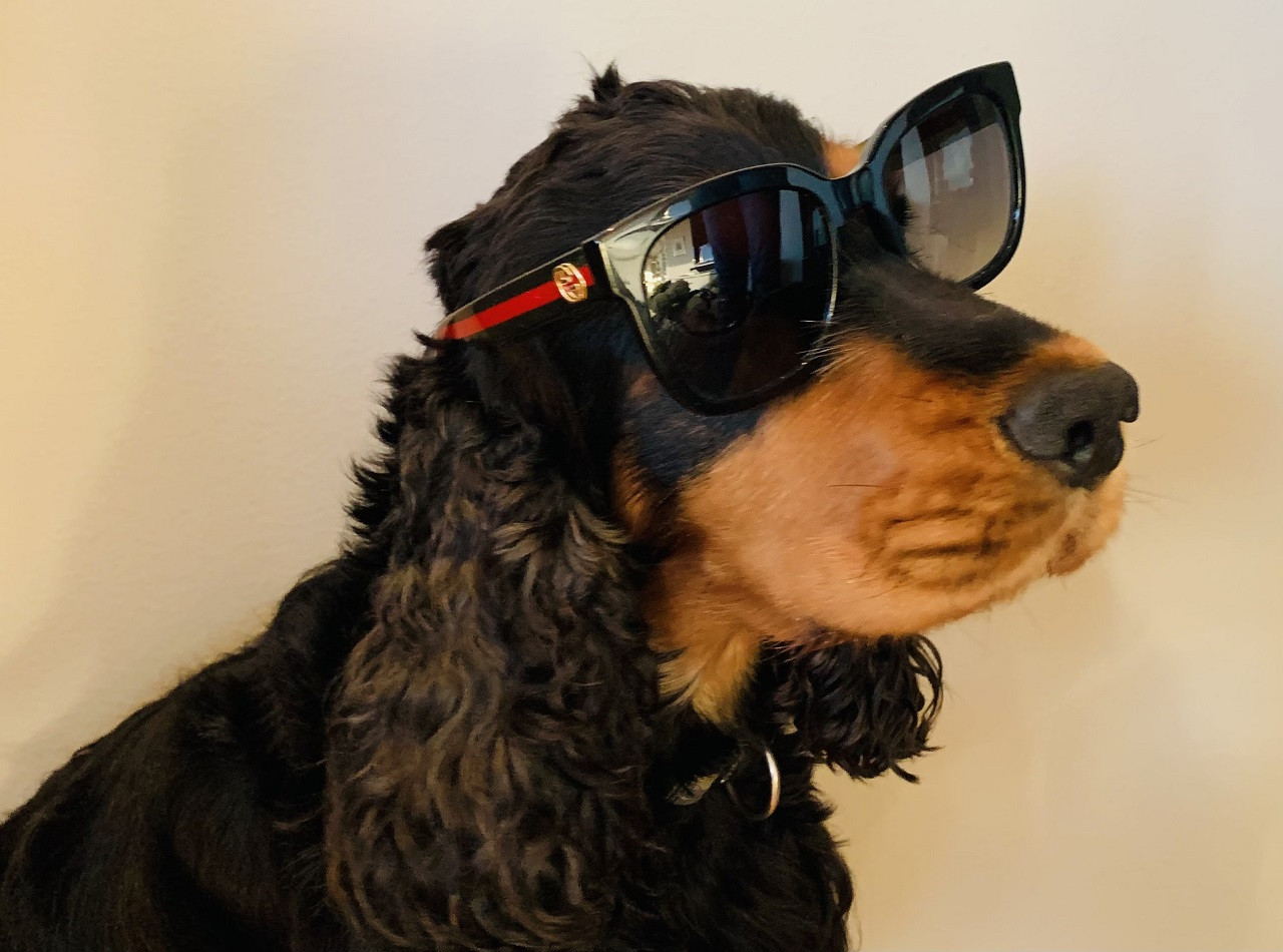 Hund - Cucci-briller - Reiseforsikring - Gjensidige