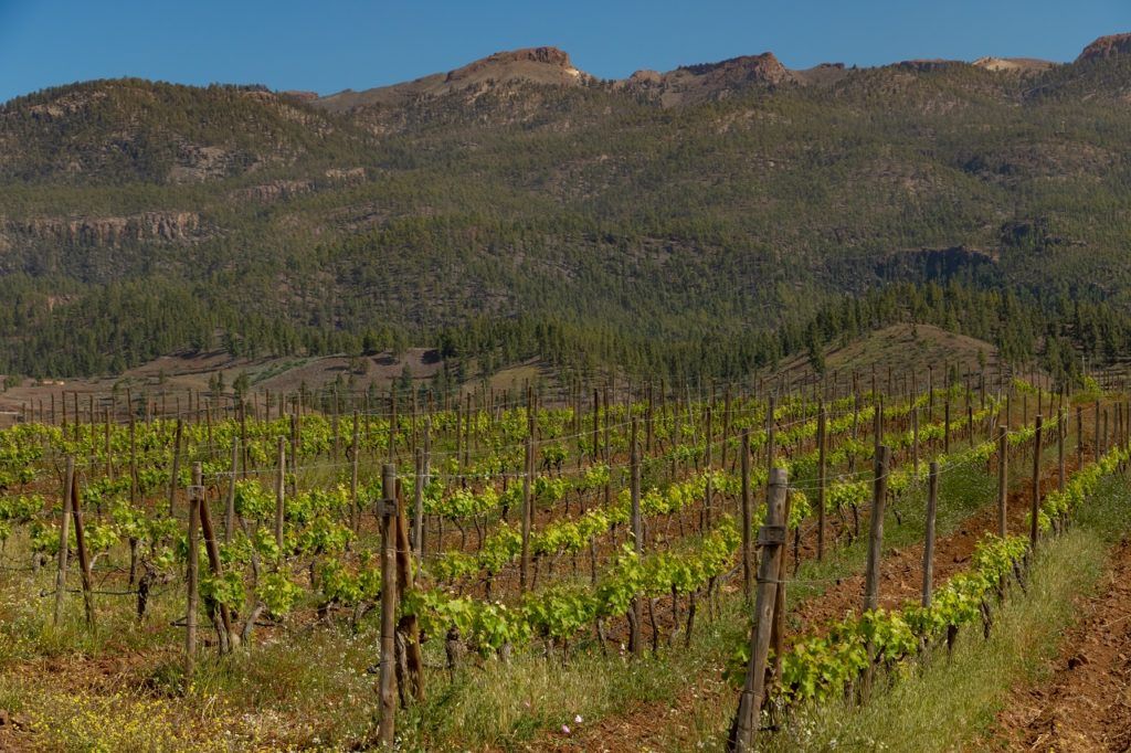 Alma de Trevejos Winery - Vingård - Tenerife - Kanariøyene - Spania