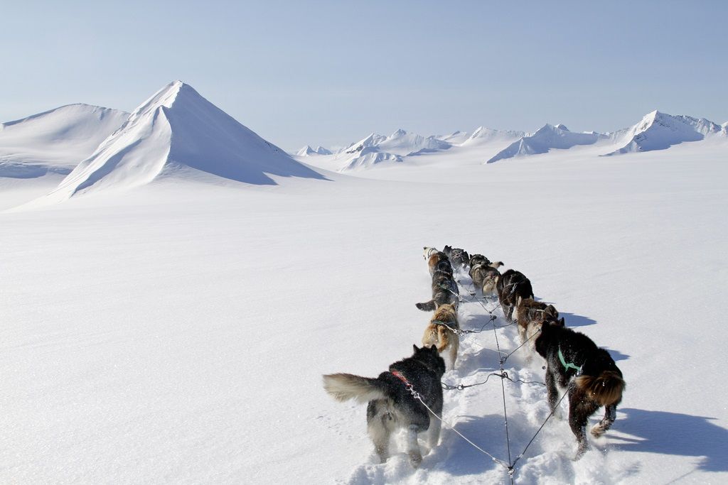 Ving - Hundespann - Snø - Is - Svalbard - Spitsbergen