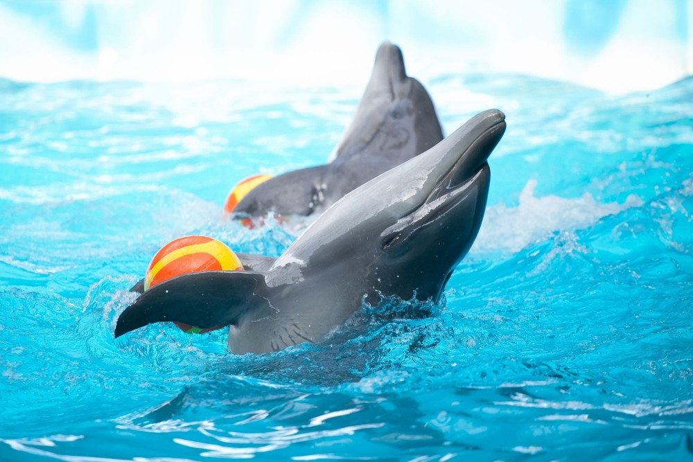 Badeballer - Delfiner - World Animal Protection
