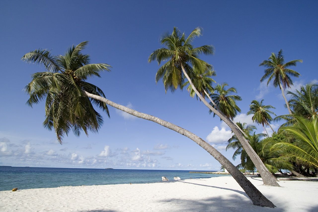 Palmetrær - Resort - Maldivene - Det indiske hav - 2021