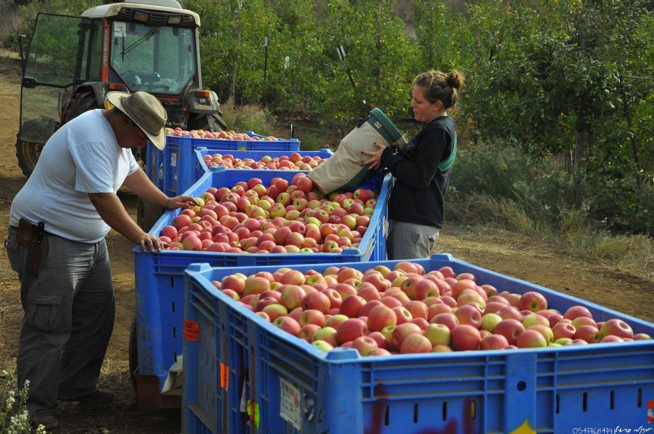 Epler - Pink Lady - Innhøsting - Israel