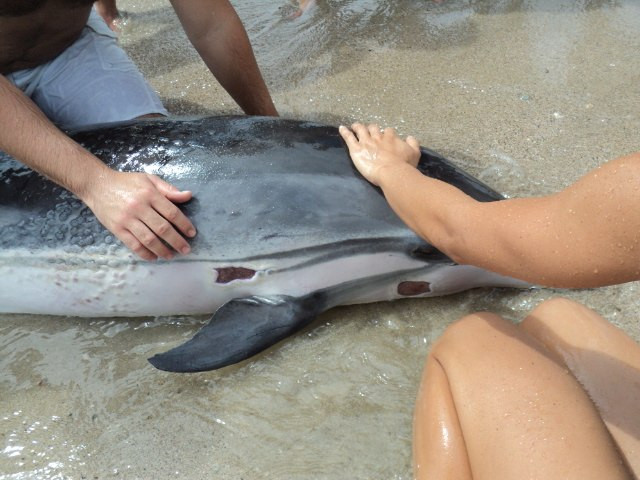 Download If You Find A Dolphin On The Beach Don T Touch It It Could Be Dangerous