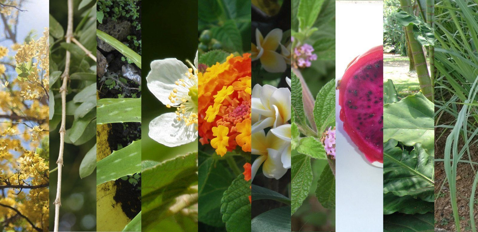 Diez Plantas Nativas De Guanacaste Para Que No Se Complique En Su Jardín 0422