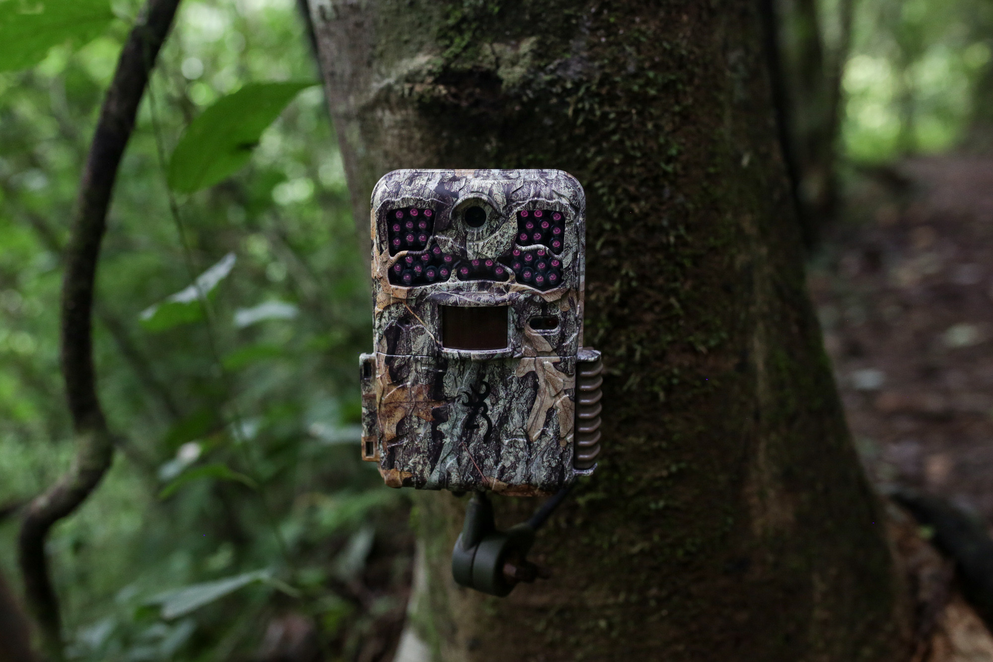 wildlife capture camera