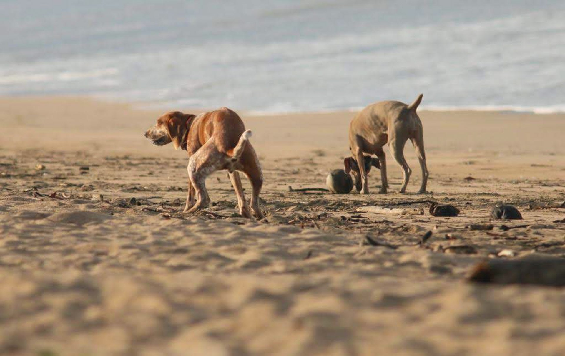 Perros en la playa defecando heces